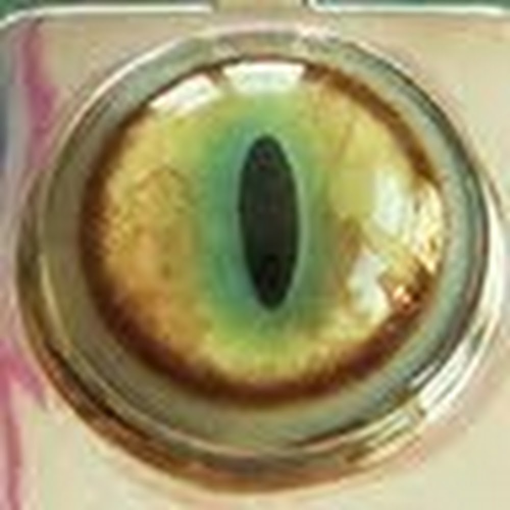 Meet your Posher, Alisa